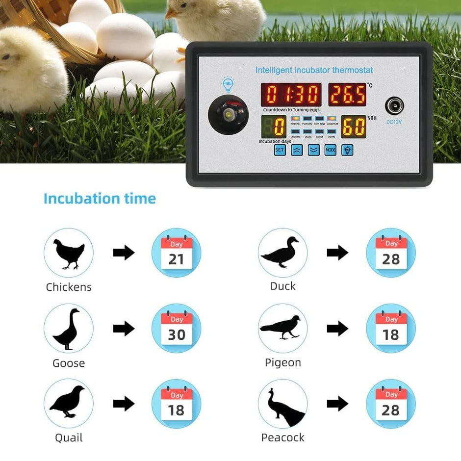 Intelligent Incubator Controller, DC 12V Digital Thermostat for Incubation, Hatching & Brooding with NTC Sensor & Egg Light